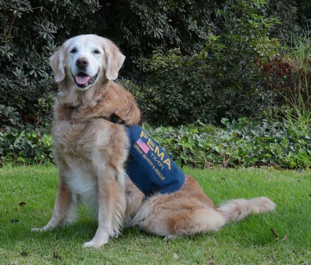 Damn Good Dog: Bretagne, the last of the 9/11 Search Dogs, Dies at 16