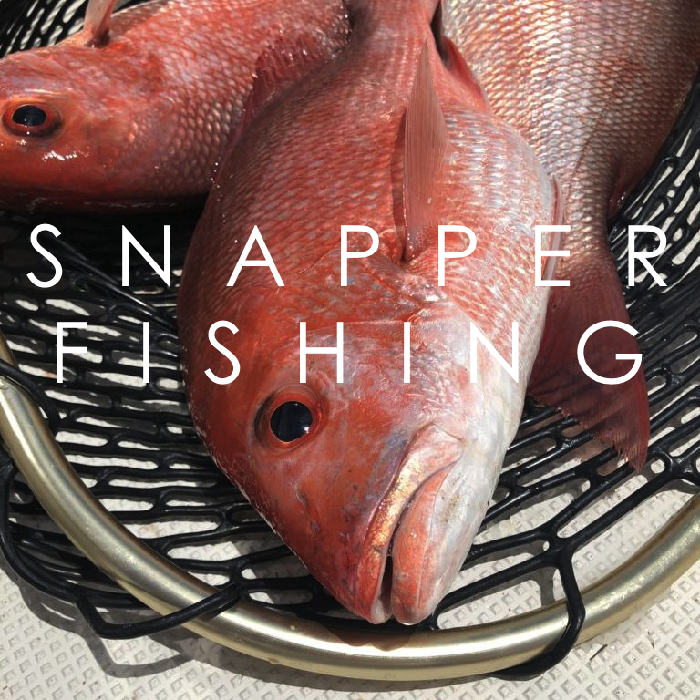 Snapper Fishing